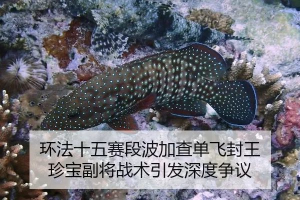 huan-fa-shi-wu-sai-duan-bo-jia-cha-dan-fei-feng-wang-zhen-bao-fu-jiang-zhan-shu-yin-fa-shen-du-zheng-yi-2-182.jpg